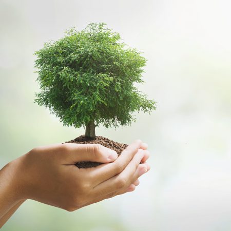 hand holdig big tree growing on green background. eco earth day concept